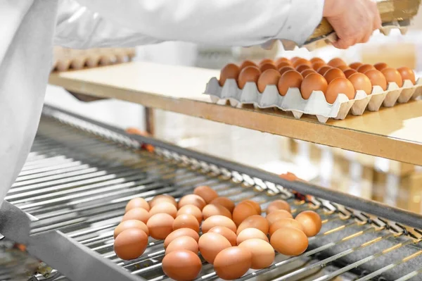 Фабрика по производству куриных яиц. Рабочий сорт куриных яиц на конвейере. Агропромышленная компания. — стоковое фото