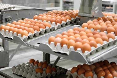 Fabrika Tavuk yumurtası üretimi. İşçi, tavuk yumurtalarını taşıyıcıda ayırıyor. Tarım Şirketi. 