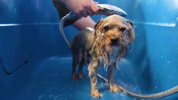 Peluquería profesional de mascotas lavado Yorkshire terrier con champú en salón de peluquería de mascotas. — Vídeos de Stock