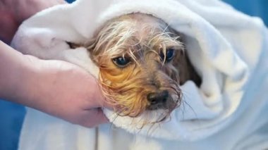 Profesyonel hayvan tımarcısına yakın plan. Islak bir köpeği kurutuyor. Yorkshire Teriyeri, hayvan bakım salonunda beyaz havluya sarılı.. 