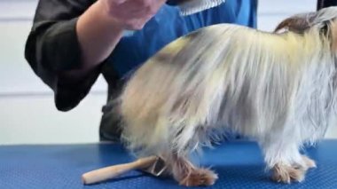 Evcil hayvan tımarcısı saç kurutma makinesiyle köpek kılı kurutuyor ve Hayvan Bakım Salonunda Yorkshire Teriyeri tarıyor..