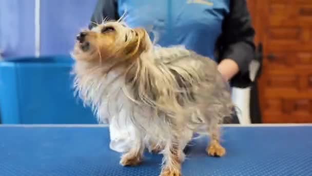 Αστεία Yorkshire Terrier τρεμοπαίζει σε αργή κίνηση μετά έχοντας ένα μπάνιο στο σαλόνι καλλωπισμού σκυλιών. — Αρχείο Βίντεο