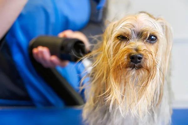 Парикмахер сушит собачьи волосы феном и расчесывает йоркширского терьера в салоне ухода за домашними животными. — стоковое фото