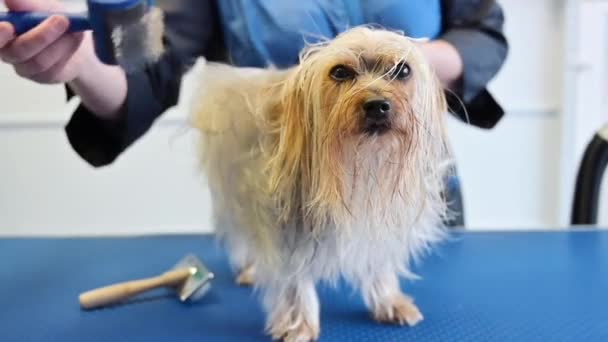 Il toelettatore di animali domestici asciuga capelli di cane con un asciugacapelli e pettina un Terrier di Yorkshire nel Salone di toelettatura di animale domestico in movimento lento. — Video Stock