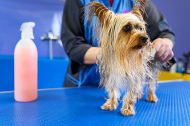 Yorkshire Teriyeri, bir kuaförde masanın üzerinde duruyor..