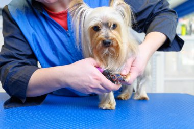 Köpek bakıcısı Yorkshire teriyerinin tırnaklarını kesiyor..