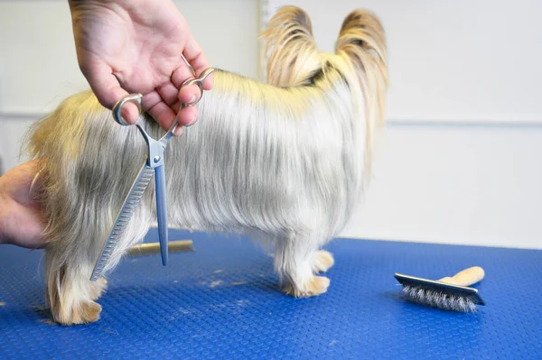 Йоркширская собака-терьер была воспитана в студии по уходу за животными. Женщина-парикмахер стрижет собаку в салоне красоты для животных. — стоковое фото