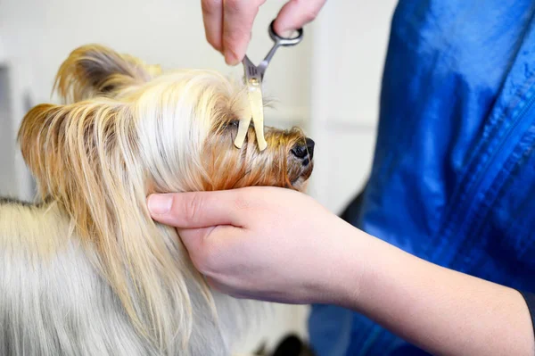 Yorkshire Terrier hond wordt verzorgd in huisdier zorg studio. Vrouw bruidegom knipt hondenhaar in schoonheidssalon voor dieren. Rechtenvrije Stockafbeeldingen