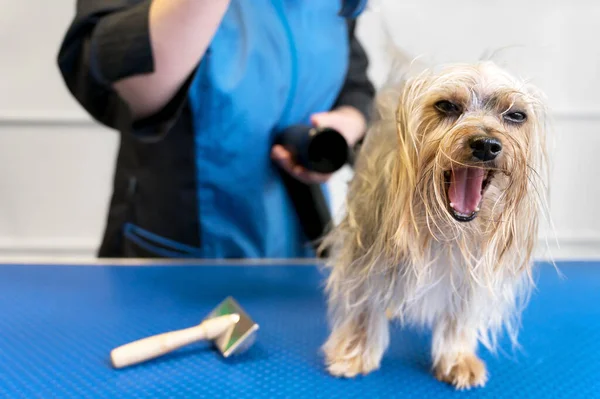 Il toelettatore di animali domestici asciuga capelli di cane con un asciugacapelli e pettina un Terrier di Yorkshire nel Salone di toelettatura di animale domestico. — Foto Stock