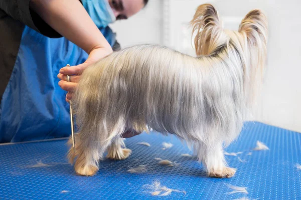 Йоркширская собака-терьер была воспитана в студии по уходу за животными. Женщина-парикмахер стрижет собаку в салоне красоты для животных. — стоковое фото
