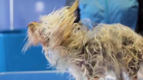 Αστεία Yorkshire Terrier τρεμοπαίζει σε αργή κίνηση μετά έχοντας ένα μπάνιο στο σαλόνι καλλωπισμού σκυλιών. — Αρχείο Βίντεο