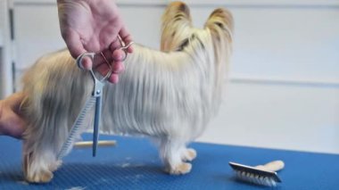 Yorkshire Terrier köpeği evcil hayvan bakım stüdyosunda bakılıyor. Kadın kuaför hayvanlar için kuaförde köpek kılı kesiyor..