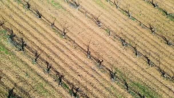 Пролететь над обрезанным и обрезанным виноградником зимой с виноградниками в спящей фазе. — стоковое видео