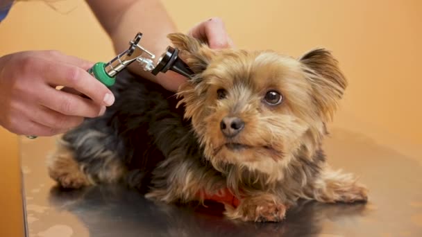 Inspection vétérinaire des oreilles de chien avec otoscope sur la table à l'hôpital vétérinaire — Video