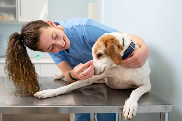 Jong gelukkig dierenarts verpleegster glimlachen tijdens het spelen met een hond. Stockfoto