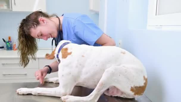 Молода щаслива ветеринарна медсестра посміхається, граючи з собакою . — стокове відео
