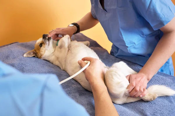 Veterinair teamwork maakt een echografisch onderzoek van een hond. Hond op echografie diagnose in een dierenkliniek. Medische echografie. Stockfoto