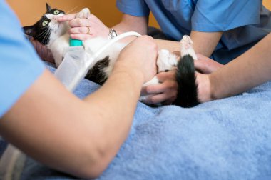 Veteriner takım çalışması bir kedinin ultrason muayenesini yapar. Veteriner kliniğinde ultrason teşhisi konmuş kedi. Tıbbi ultrason..