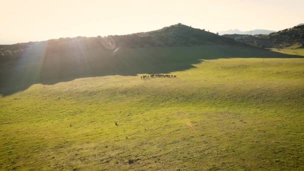 Flug über die Wildpferdeherde auf der Bergwiese. Sommer Berge wilde Natur — Stockvideo