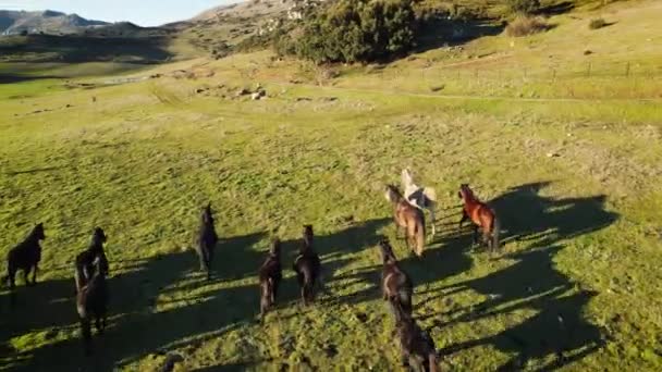 Vlucht over wilde paarden kudde op bergweide. Zomer bergen wilde natuur — Stockvideo