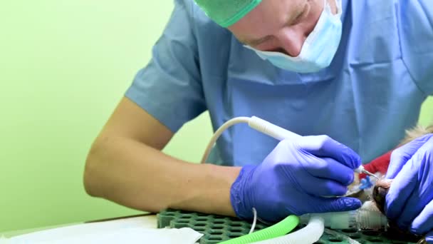 Αρσενικό κτηνιατρικό οδοντίατρο κάνει τη διαδικασία του επαγγελματικού δόντια καθαρισμού σκύλου στο νοσοκομείο των ζώων. — Αρχείο Βίντεο