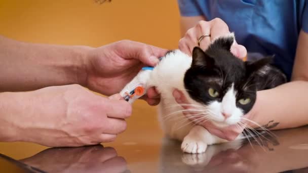 Ветеринар берет кровь для анализа кошки с катетером. — стоковое видео