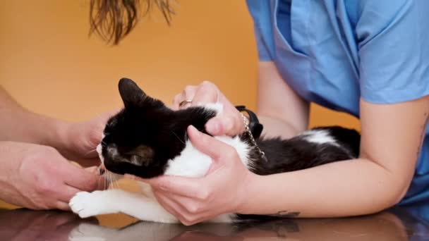 獣医、カテーテルを用いた猫の分析のための血液サンプルを採取する. — ストック動画