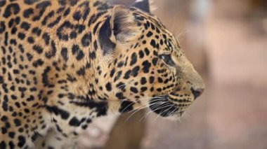 Vahşi doğadaki bir leoparın yakın portresi.