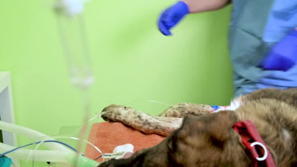 Concept de chirurgie vétérinaire fond. Compte-gouttes pour anesthésie au premier plan. — Video