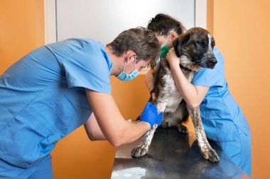  İş üniformalı bir ekip veteriner kliniğindeki masada bir köpek patisini bandajlıyor..