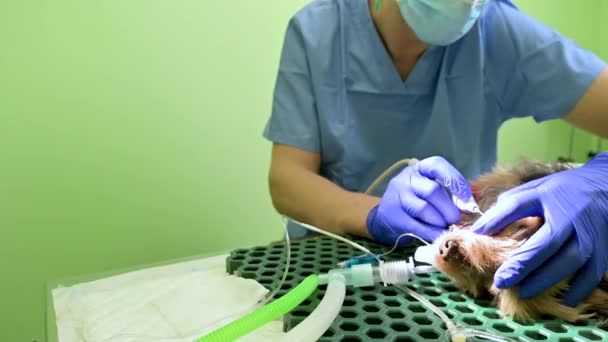 Odontología veterinaria. Dentista veterinario cirujano trata y elimina el sarro de los dientes de un perro bajo anestesia en la mesa de operaciones en una clínica veterinaria. — Vídeos de Stock