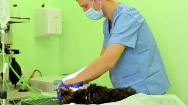 Veteriner cerrah köpeği ameliyat için anestezi ile hazırlıyor, entübasyon ve mekanik havalandırma solunum devresini hazırlıyor..