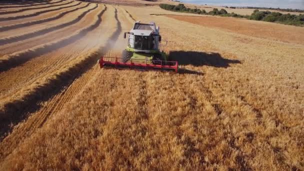 Воздушный вид комбайна сельскохозяйственной машины сбора пшеницы на поле. — стоковое видео