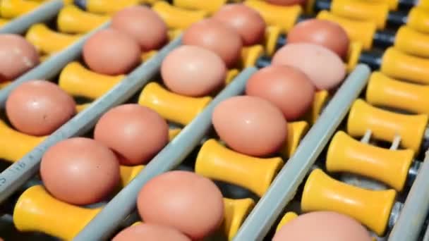 Produção avícola. Ovos de frango crus frescos em uma correia transportadora. — Vídeo de Stock
