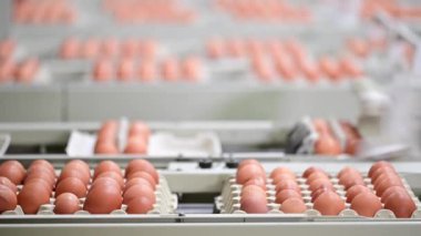 Egg packing plant at the poultry farm
