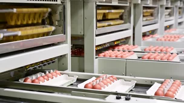 Instalação de embalagem de ovos na exploração avícola — Vídeo de Stock