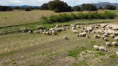 Aerial drone shot flying over a flock of sheep