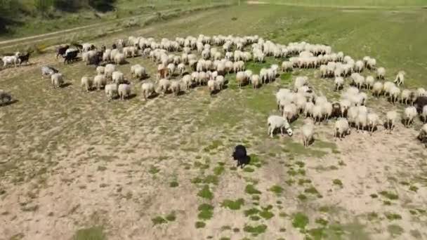 Aerial drone shot flying over a flock of sheep — Stok video