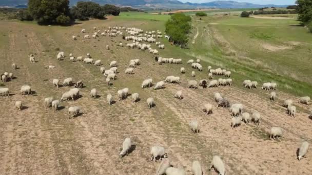 Aerial drone shot flying over a flock of sheep — Stok video