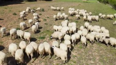 Aerial drone shot flying over a flock of sheep