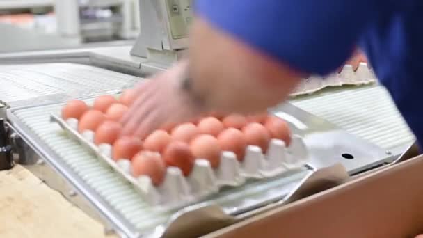 生産ラインに卵を詰め労働者. — ストック動画