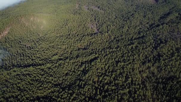Aerial View of The Volcano Teide and a Dense Pine Tree Forest in the forearground, Τενερίφη, Κανάριοι Νήσοι, Ισπανία. — Αρχείο Βίντεο