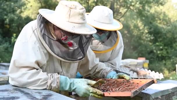 Μελισσοκόμοι που εξετάζουν κυψέλη μελισσών. — Αρχείο Βίντεο