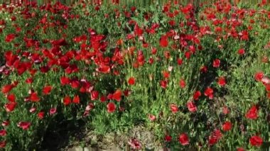 İHA atışı, gelincik tarlasında alçaktan uçmak..