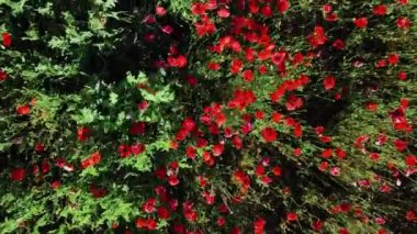 İHA atışı, gelincik tarlasında alçaktan uçmak..