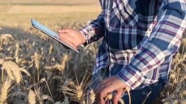 Buğday saplarındaki tablete dokunan kadınların yakın plan fotoğrafları. Agronomist buğday kulakları araştırıyor. Çiftçi buğday tarlasında tablet kullanıyor. Tarımsal teknoloji alanında çalışan bilim adamları.. 