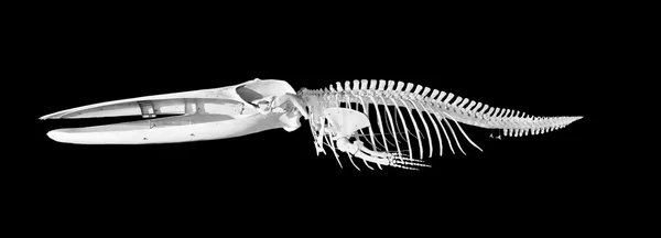 Πραγματική φάλαινα σκελετός που απομονώνονται σε μαύρο φόντο — Φωτογραφία Αρχείου