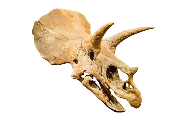 恐龙骨骼。三足动物化石头骨覆盖在白色孤立的背景上 — 图库照片