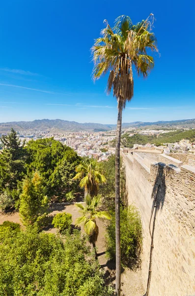 Palmera, y la ciudad de Málaga en la vista de fondo desde el Castillo Gibralfaro. Málaga, España . — Foto de Stock