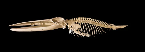 Vero scheletro di balena isolato su sfondo nero — Foto Stock